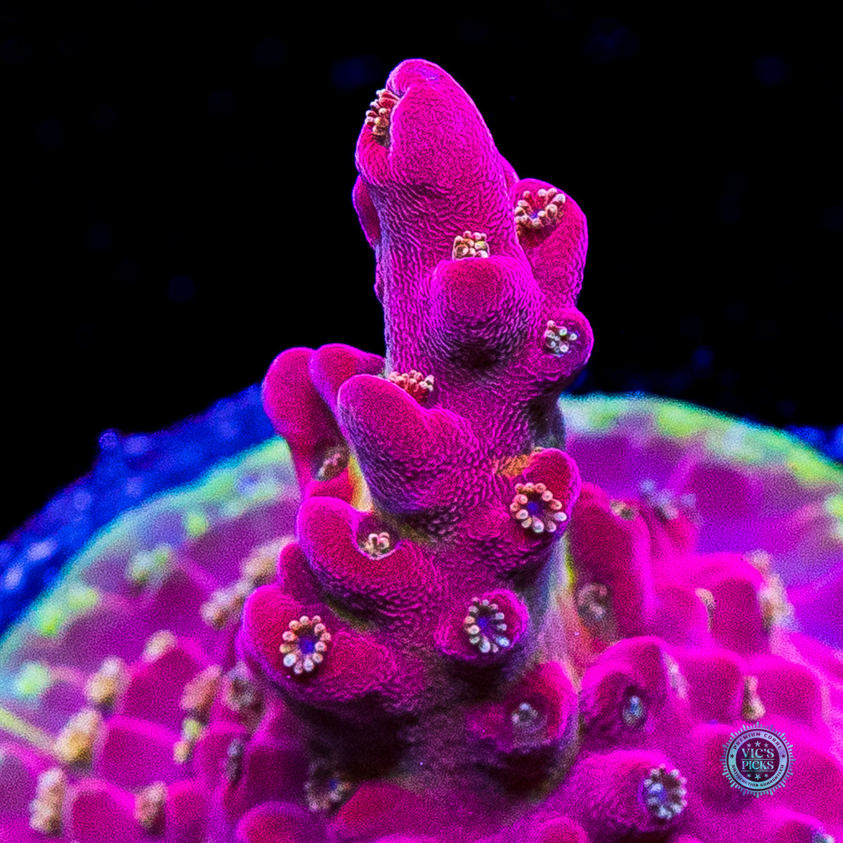 POTO  Flamethrower Acropora