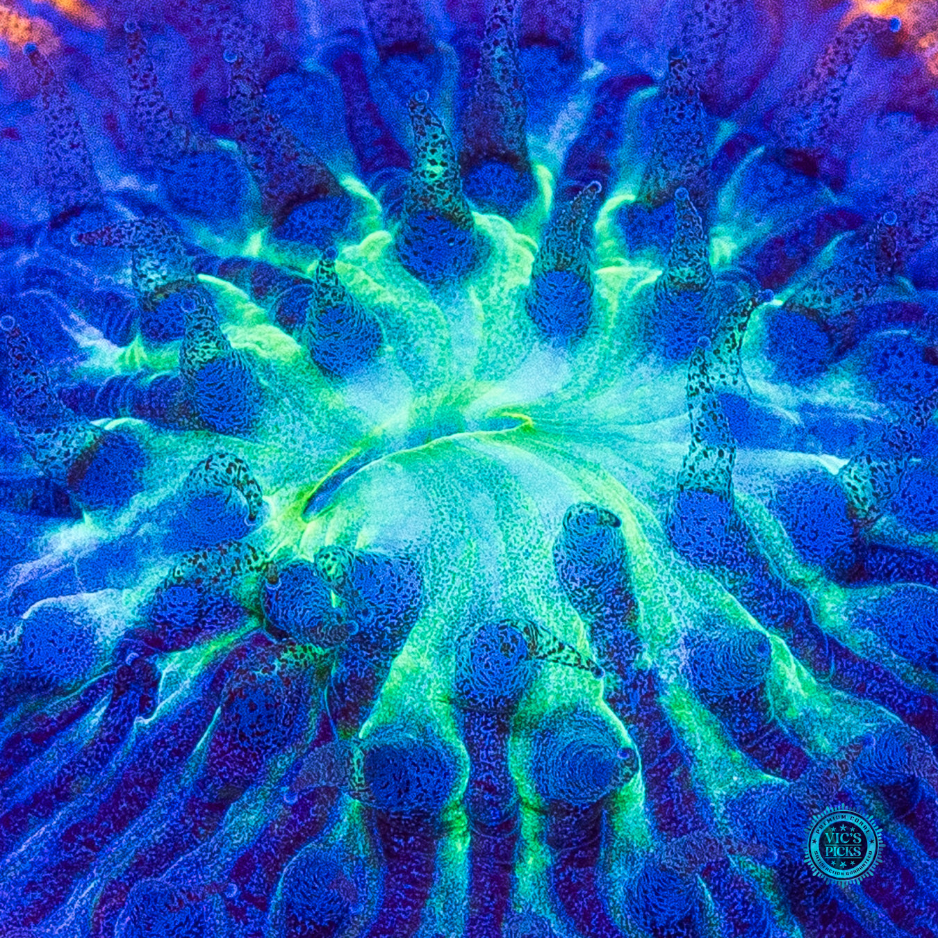 Paradise Cove Plate