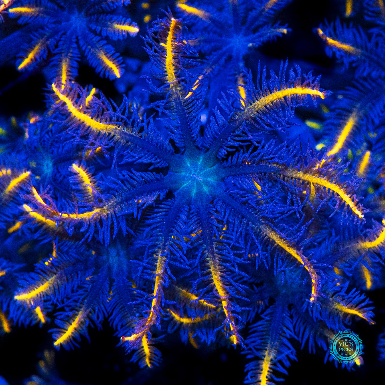 Lemon Tipped Clove Polyps