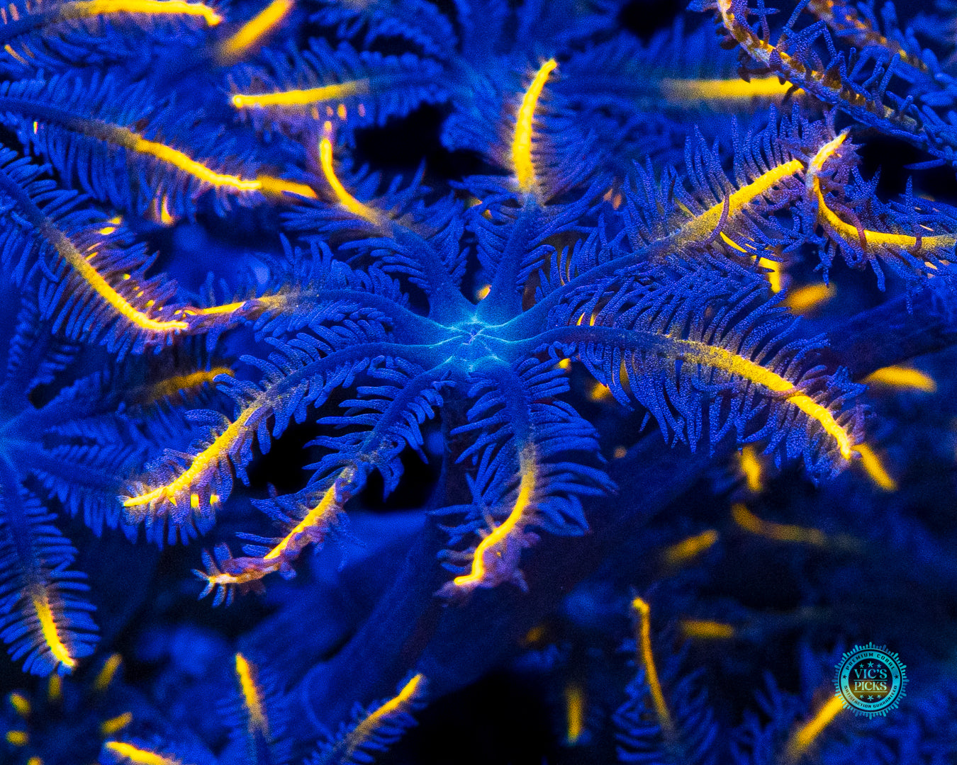 Lemon Tipped Clove Polyps