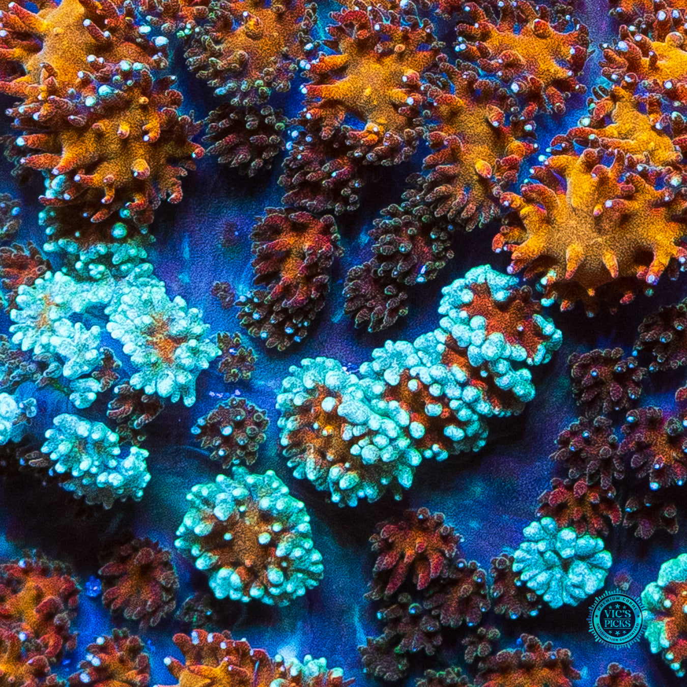 Burning Embers Carpet Mushroom