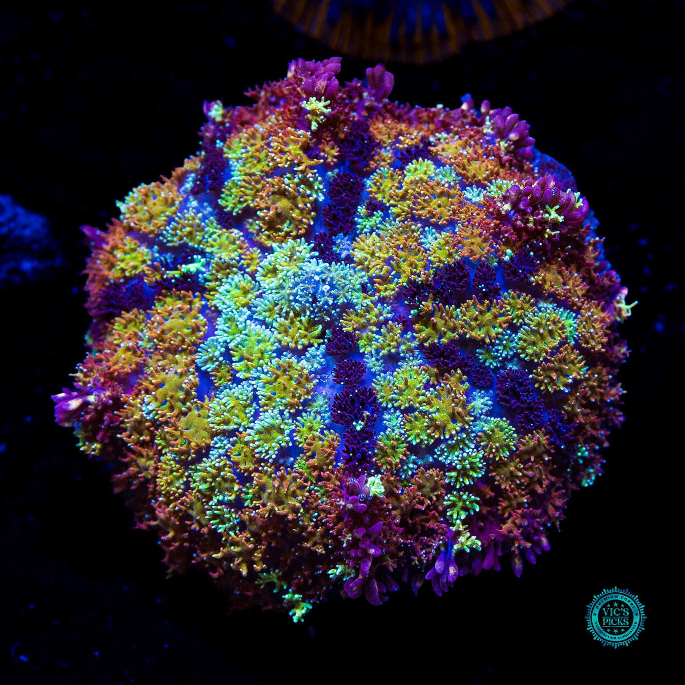Shangri La Carpet Mushroom