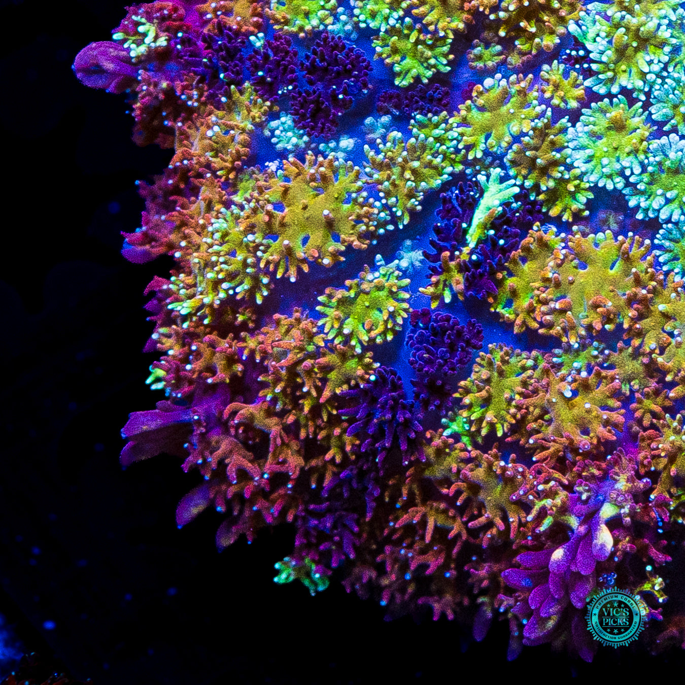 Shangri La Carpet Mushroom