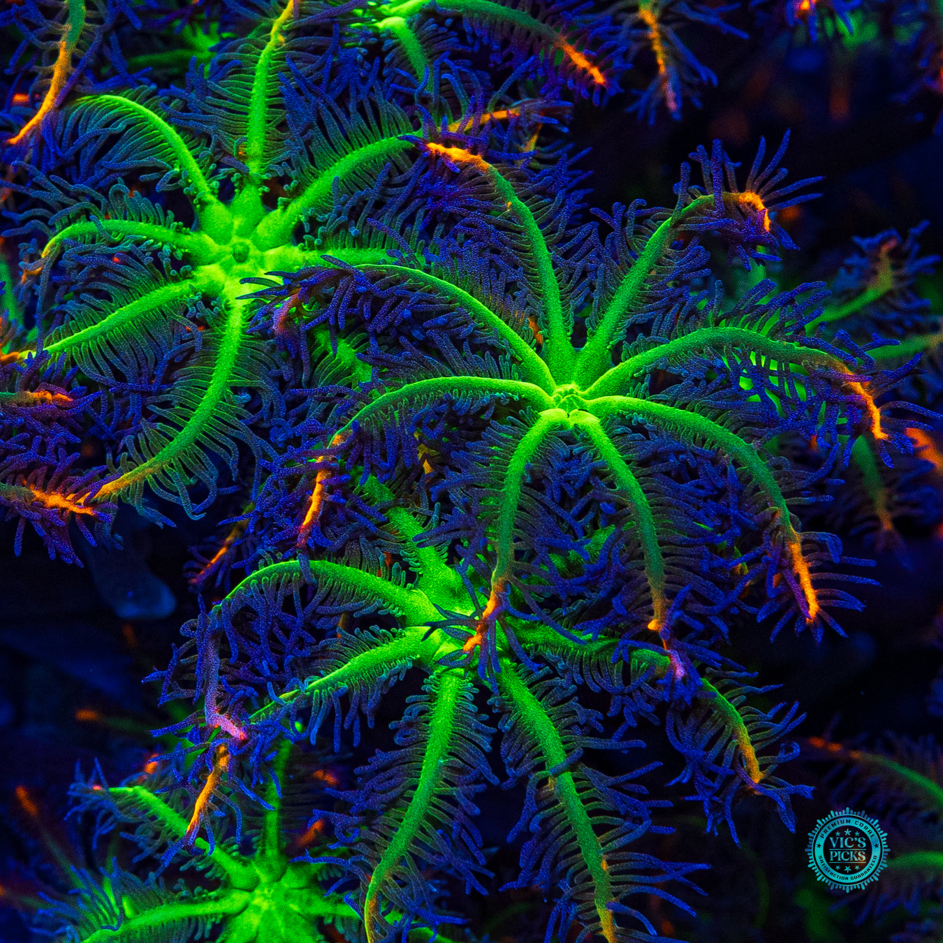 XXXL WWC High Voltage Clove Polyps