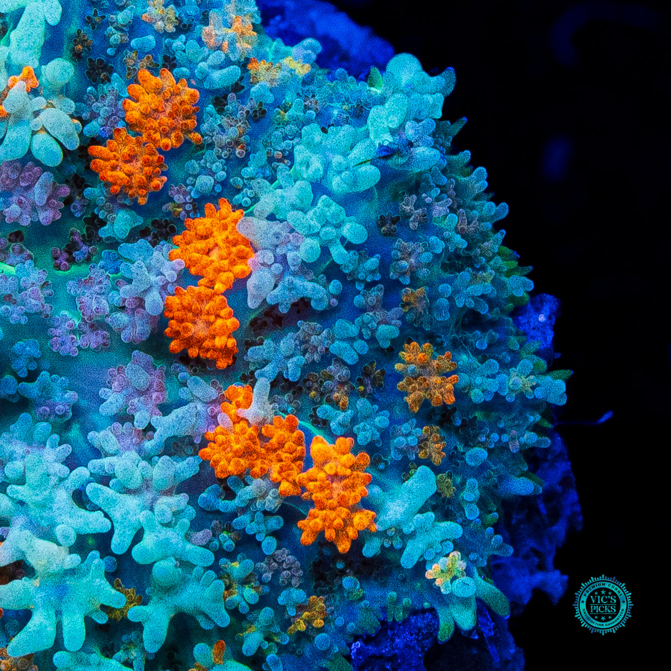 Moon Phaser Rhodactis Mushroom