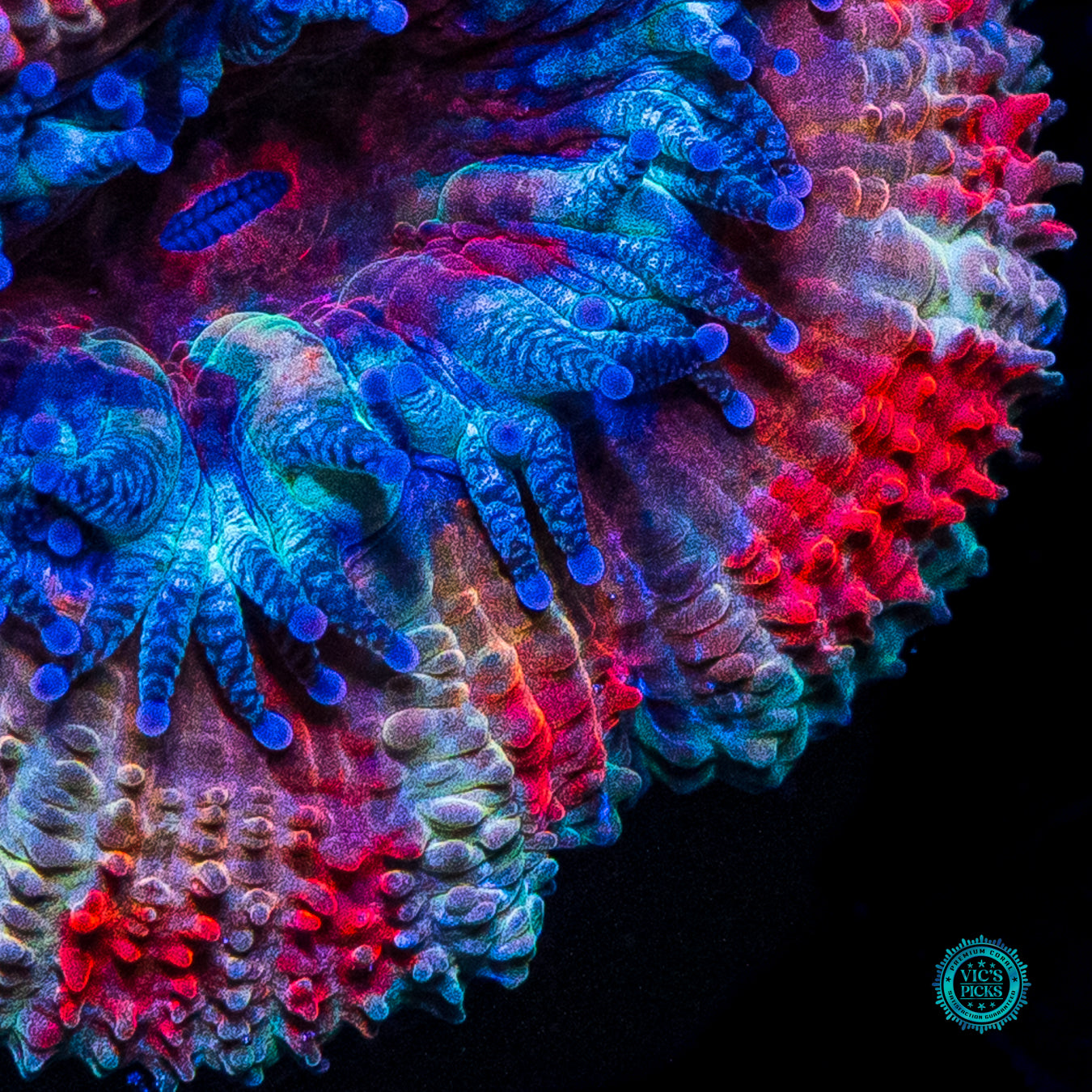 WWC Cotton Candy Aussie Lord