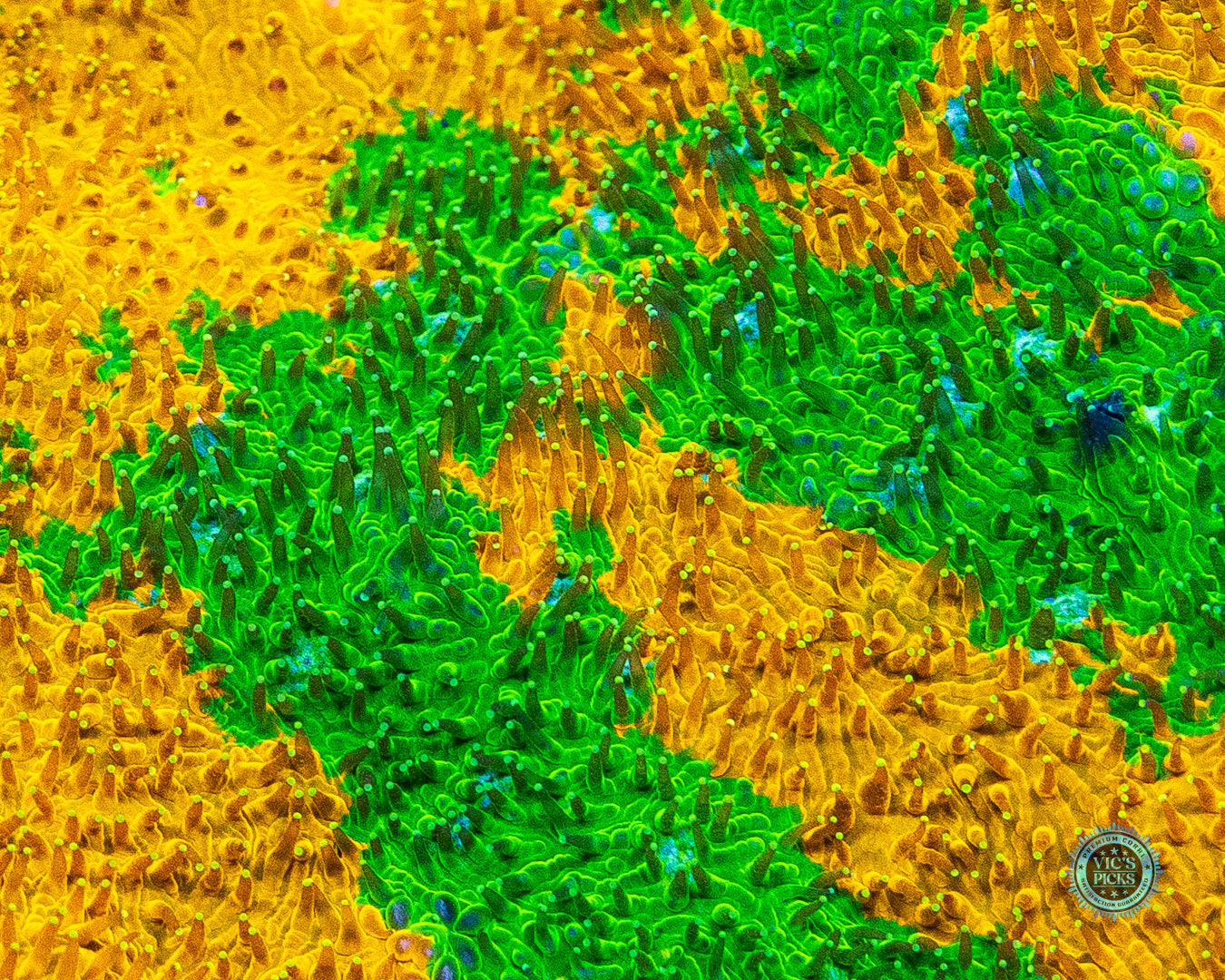 IJ Ecto Cooler Lithophyllon