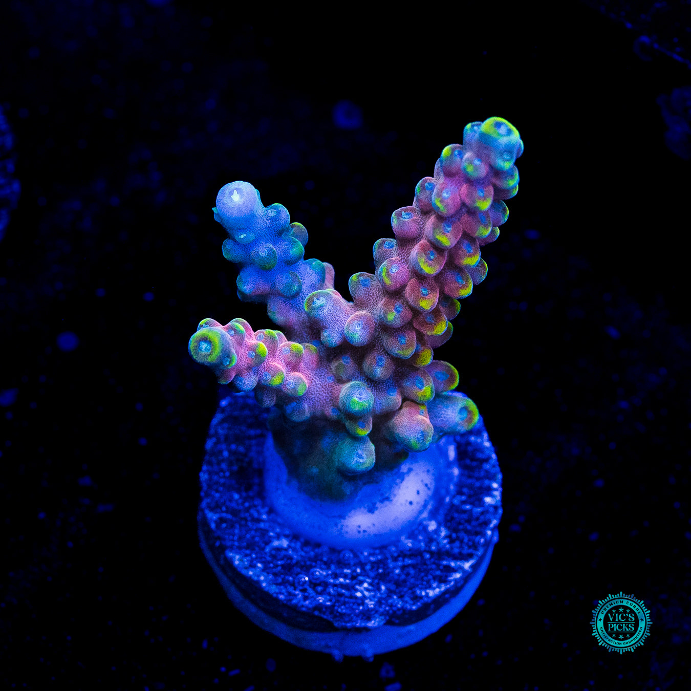 RMF Candyland Acropora