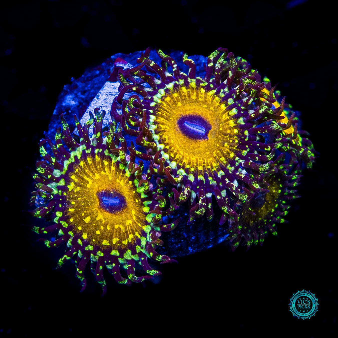 Godbeast Zoanthids
