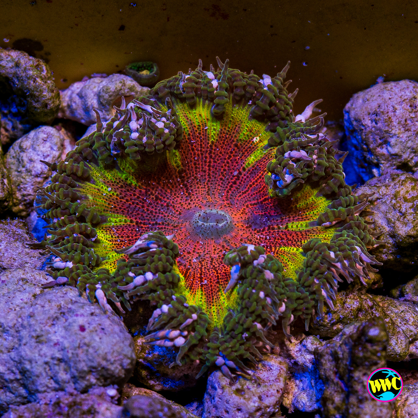 Rasta Rainbow Flower Anemone