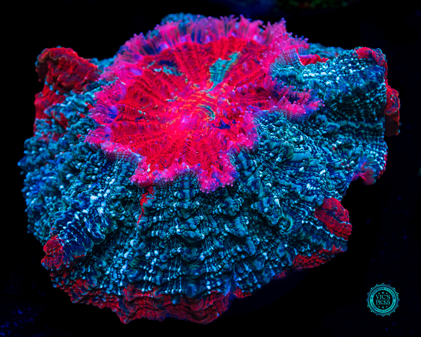 Enchanted Acanthophyllia