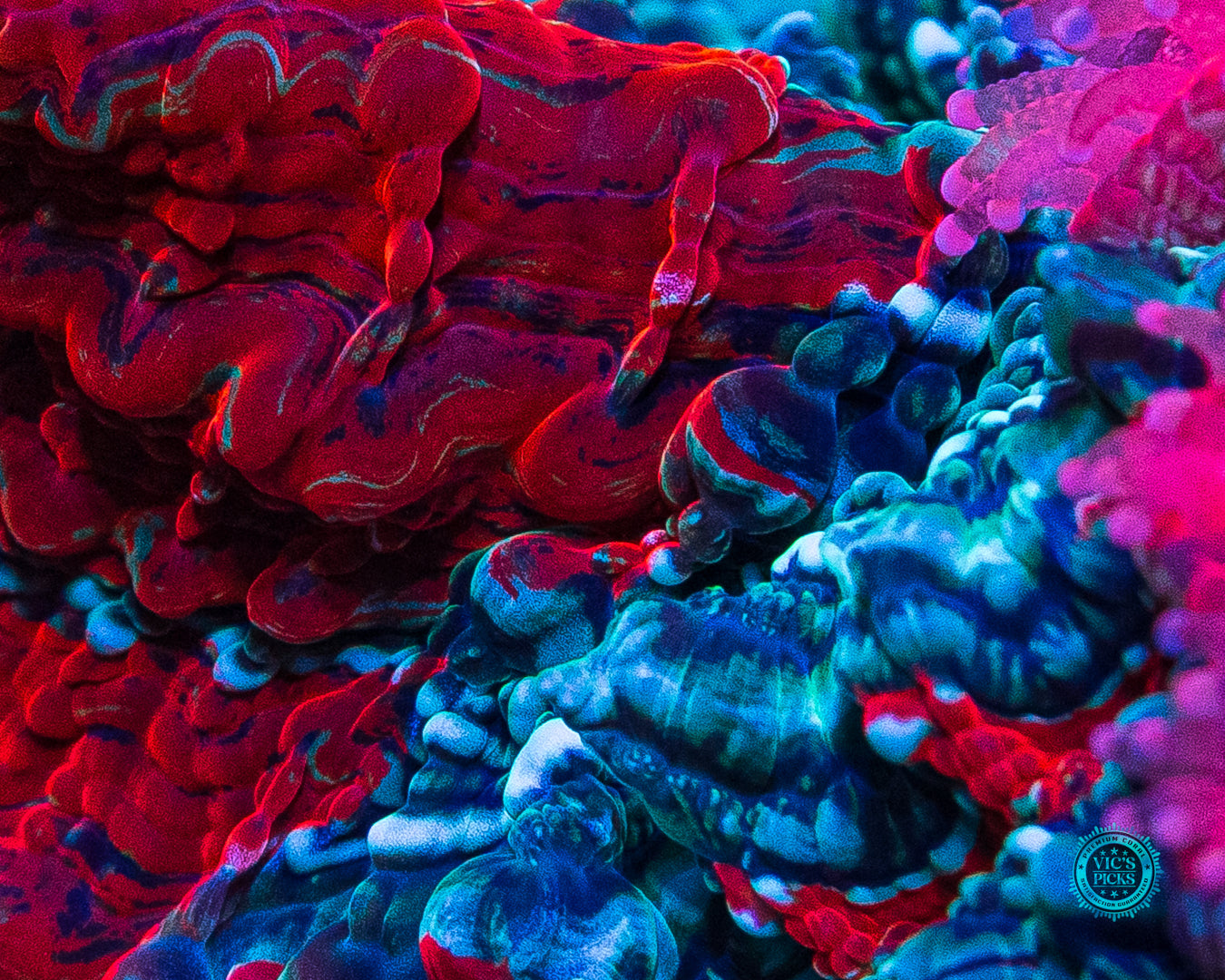 Enchanted Acanthophyllia