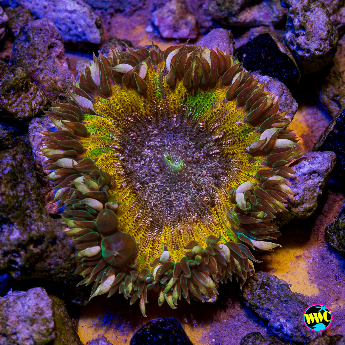 Tangerine Tree Flower Anemone