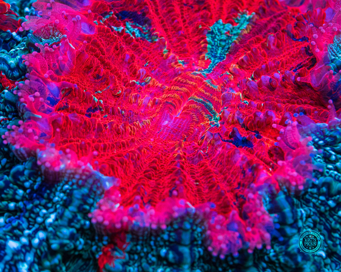 Enchanted Acanthophyllia