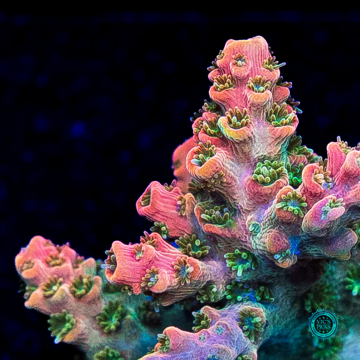 Bill Murray Acropora