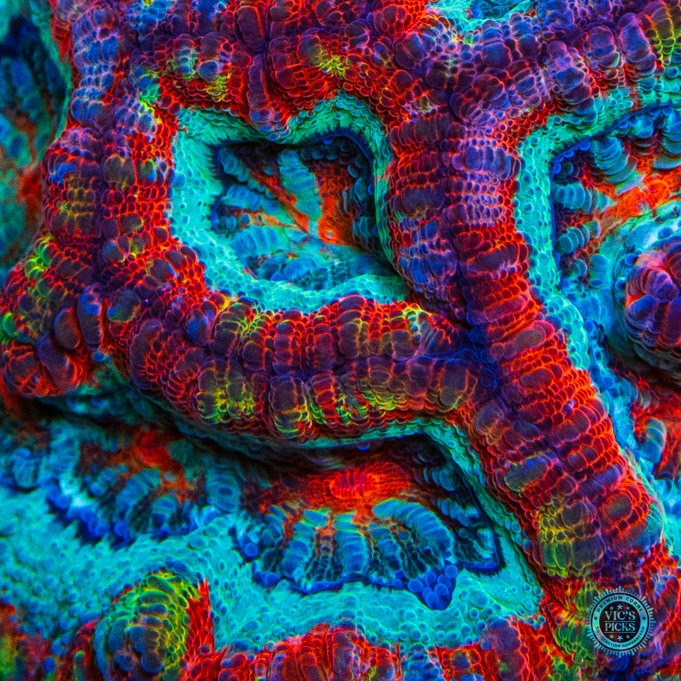 Love Tiger Symphyllia Wilsoni