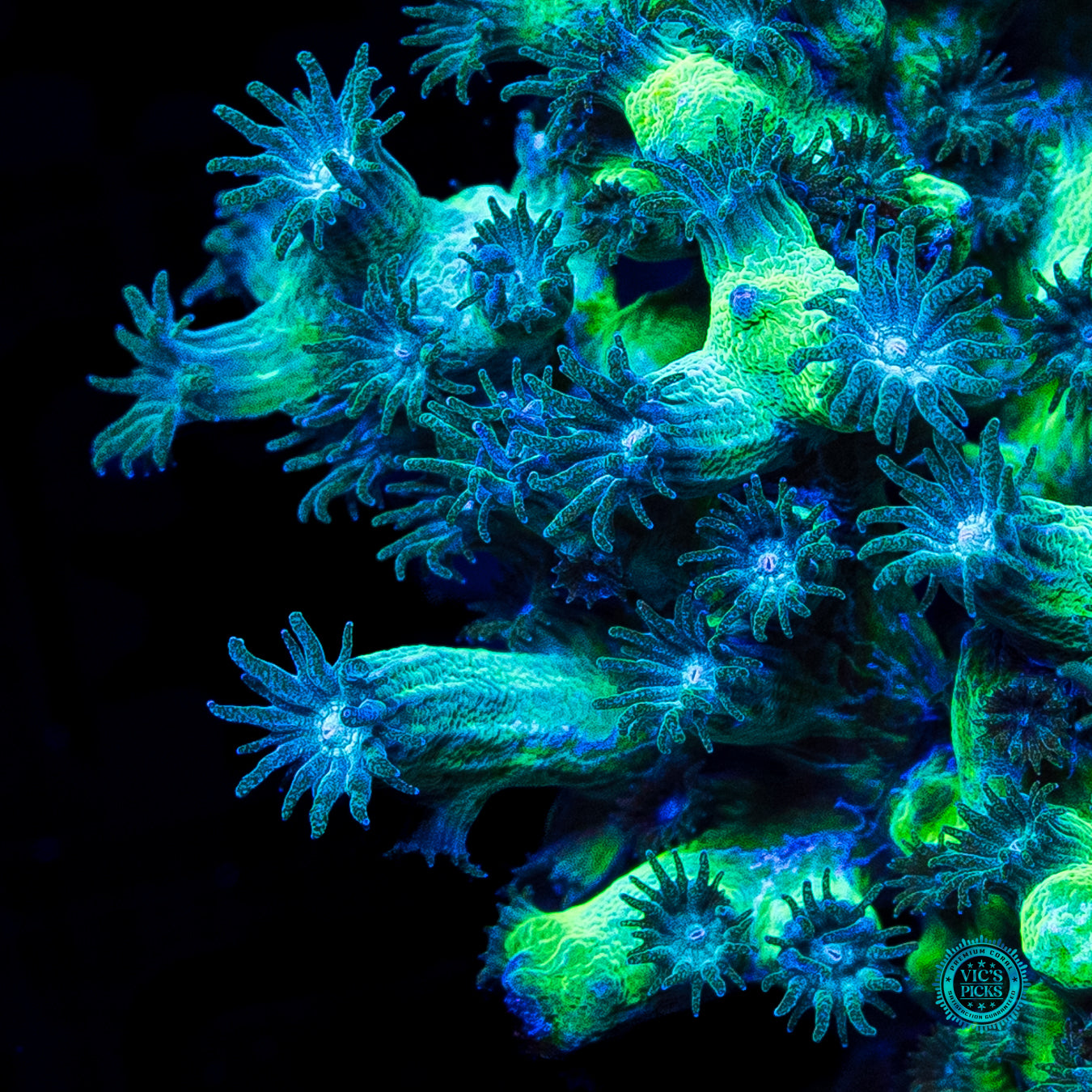 XXL UC Eternal Branching Cyphastrea