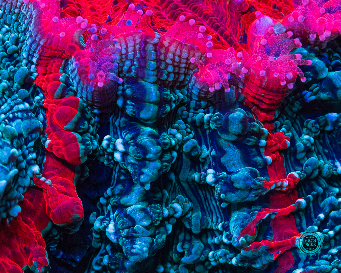 Enchanted Acanthophyllia