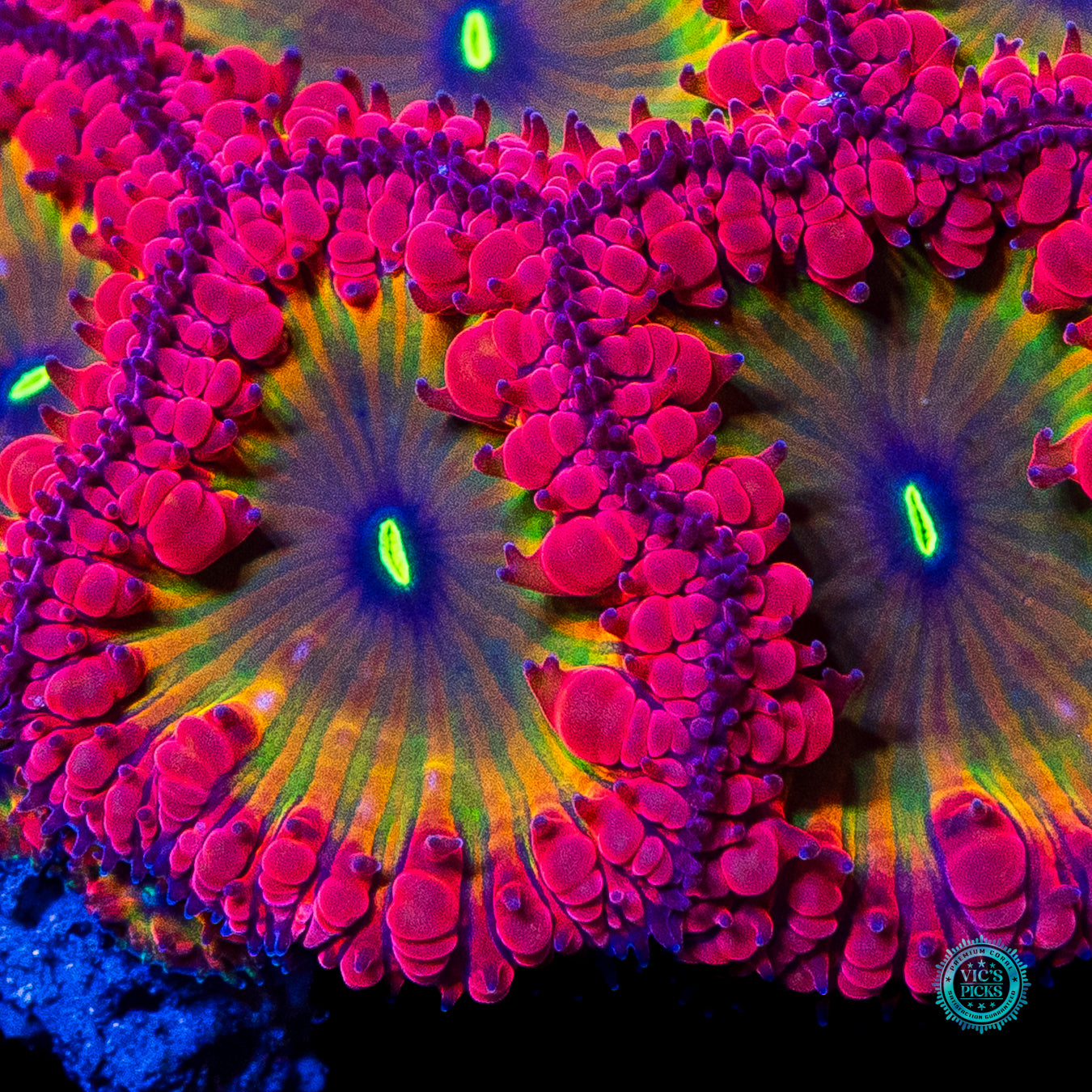 WWC Rainbow Blastomussa