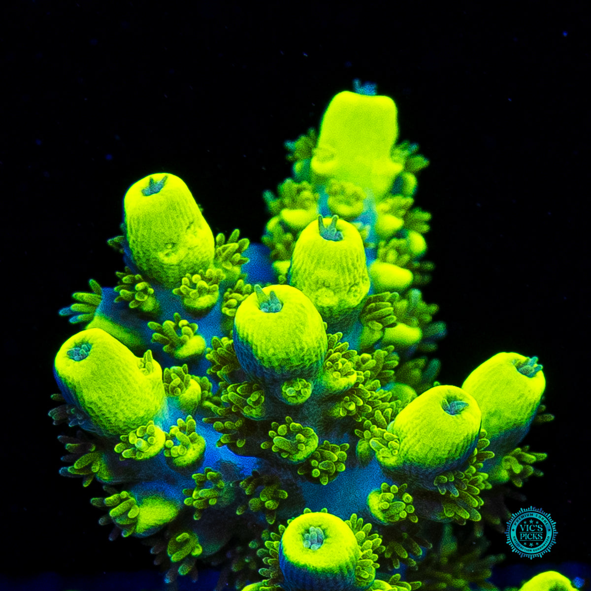 WWC Shark Attack Acropora