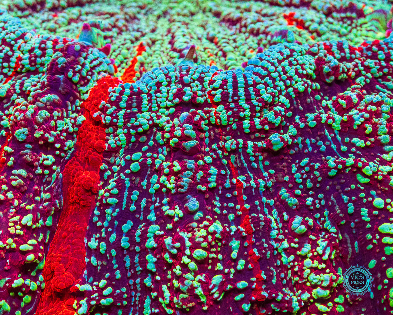 Spellbinder Acanthophyllia