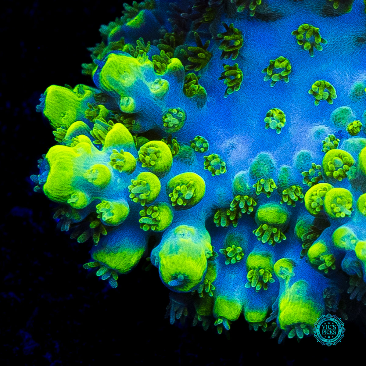 WWC Shark Attack Acropora