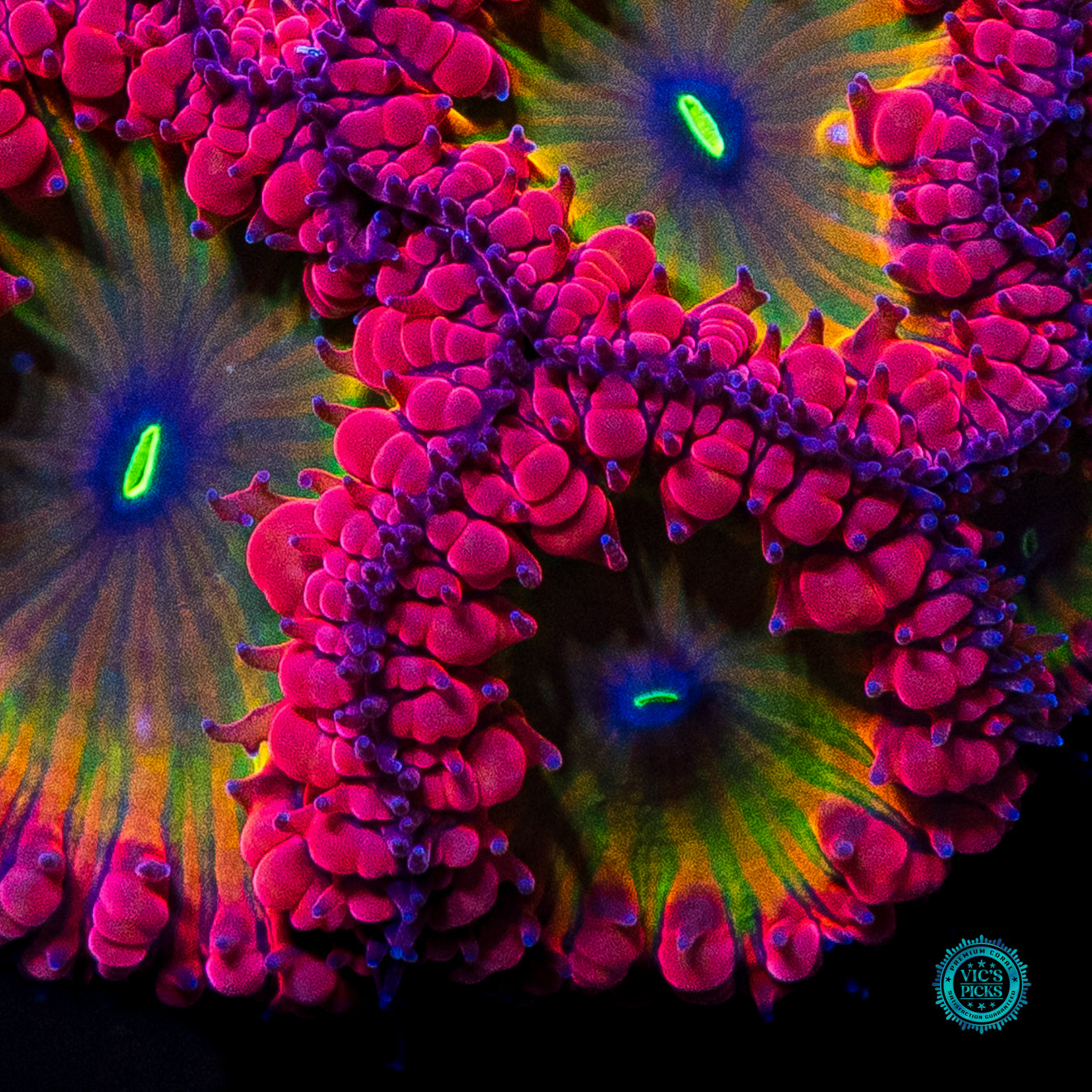 WWC Rainbow Blastomussa