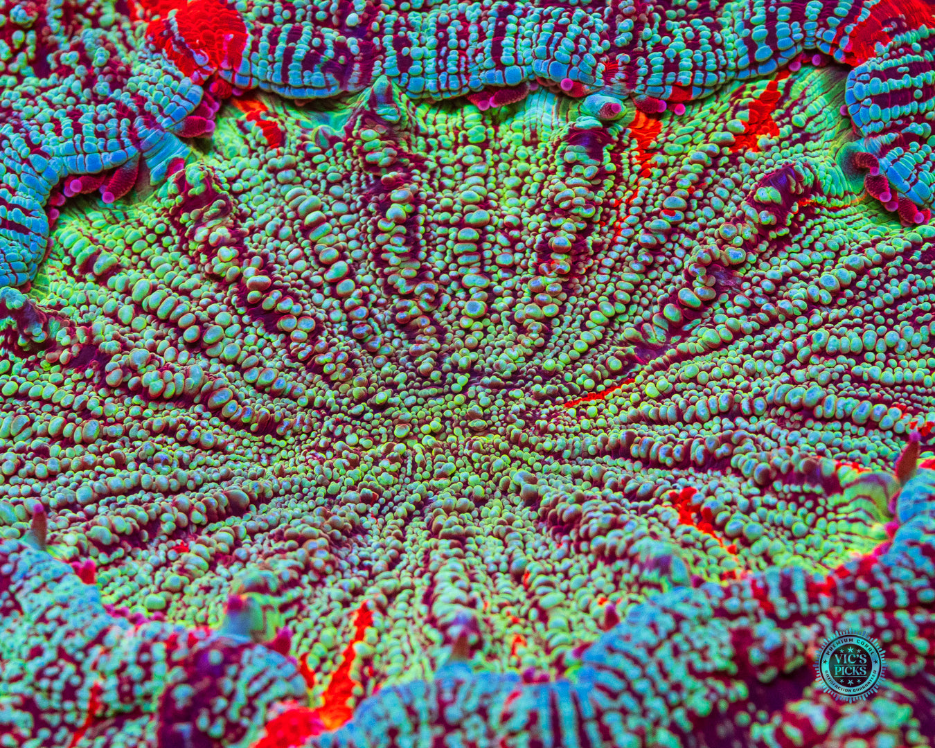 Spellbinder Acanthophyllia