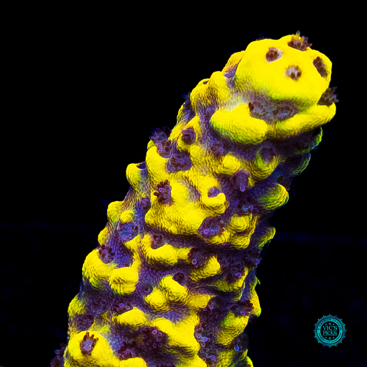 WWC Yellow Fever Acropora