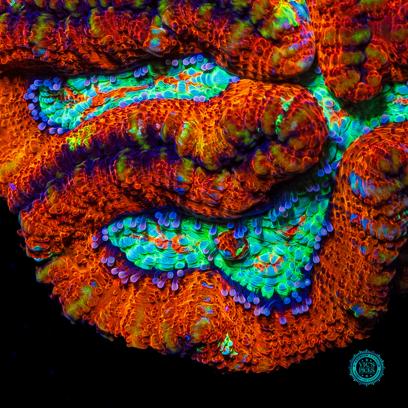 Blood Tiger Symphyllia Wilsoni
