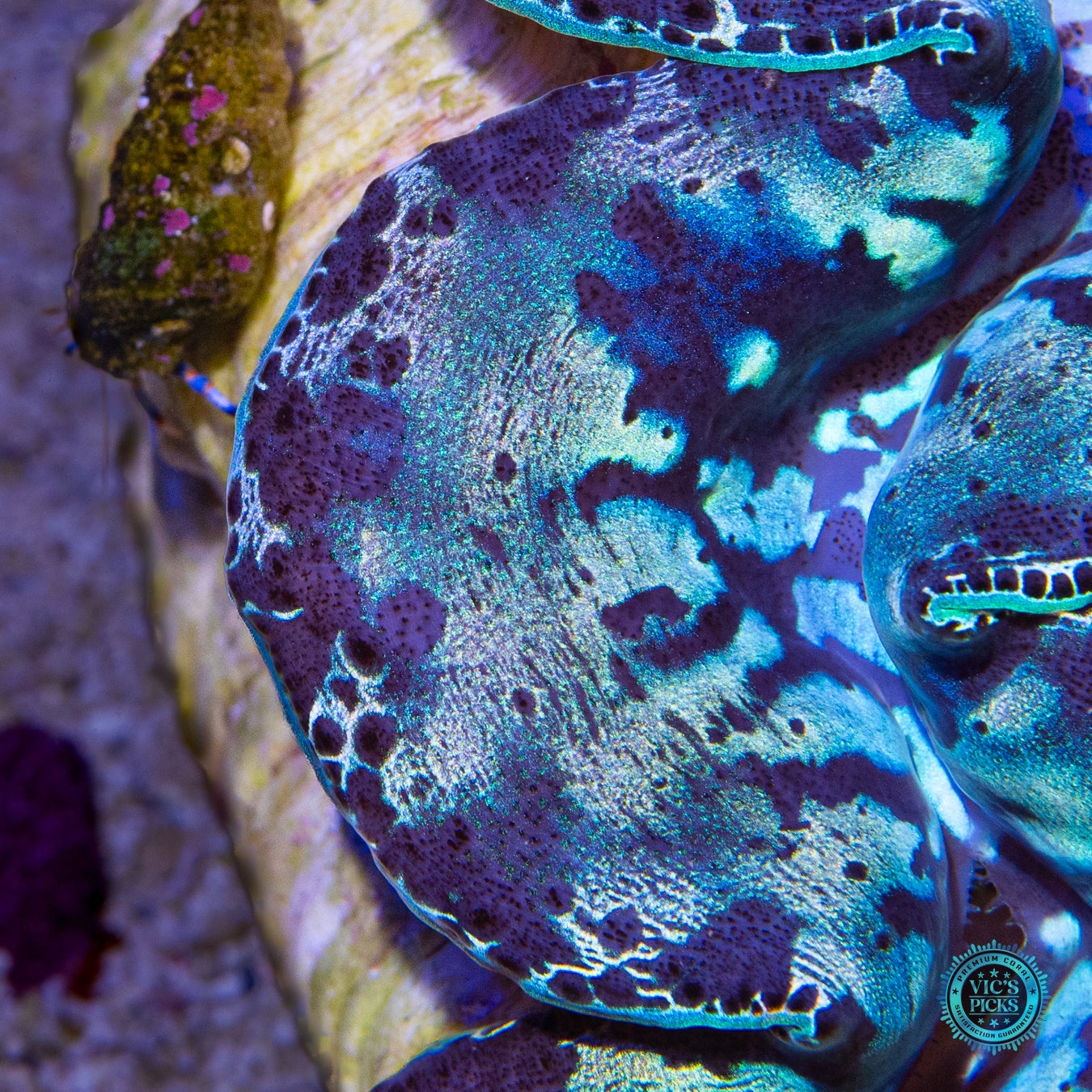 Molten Turquoise Maxima Clam