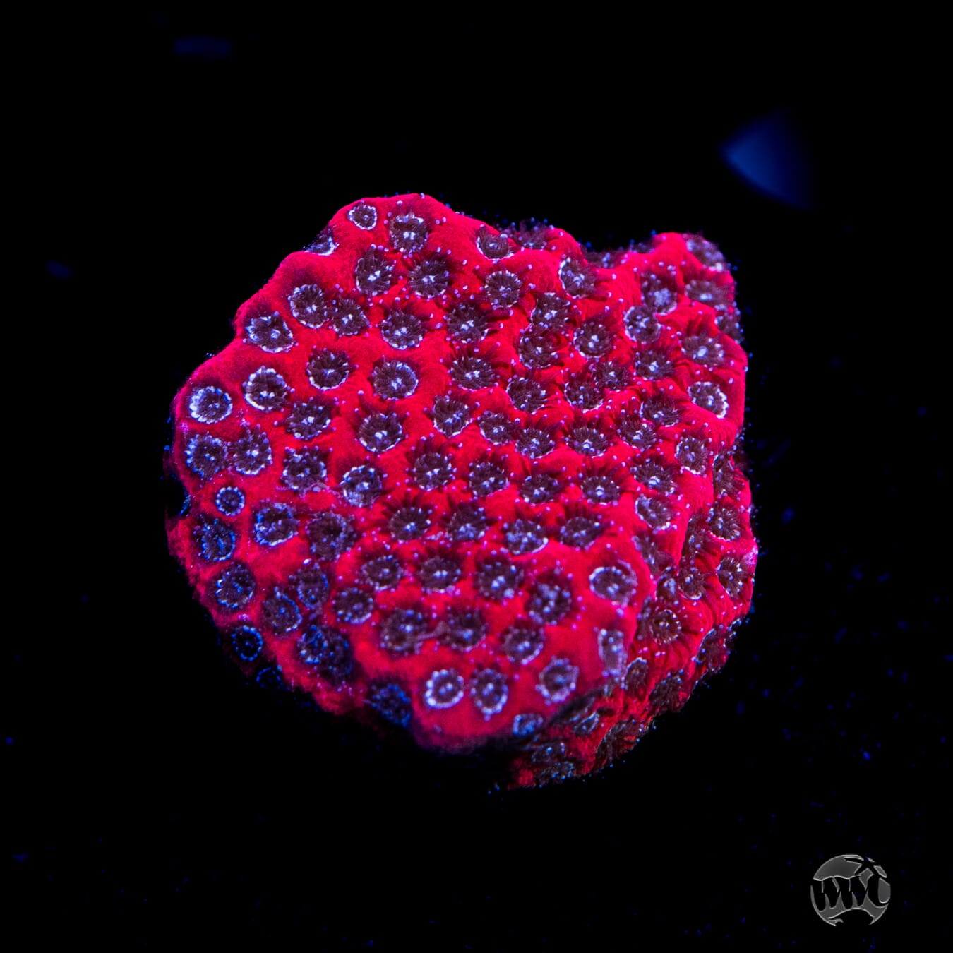 WWC Darth Maul Porites Coral