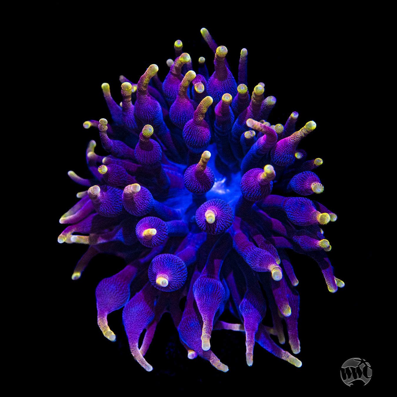 WWC Darth Vader Bubble Tip Anemone