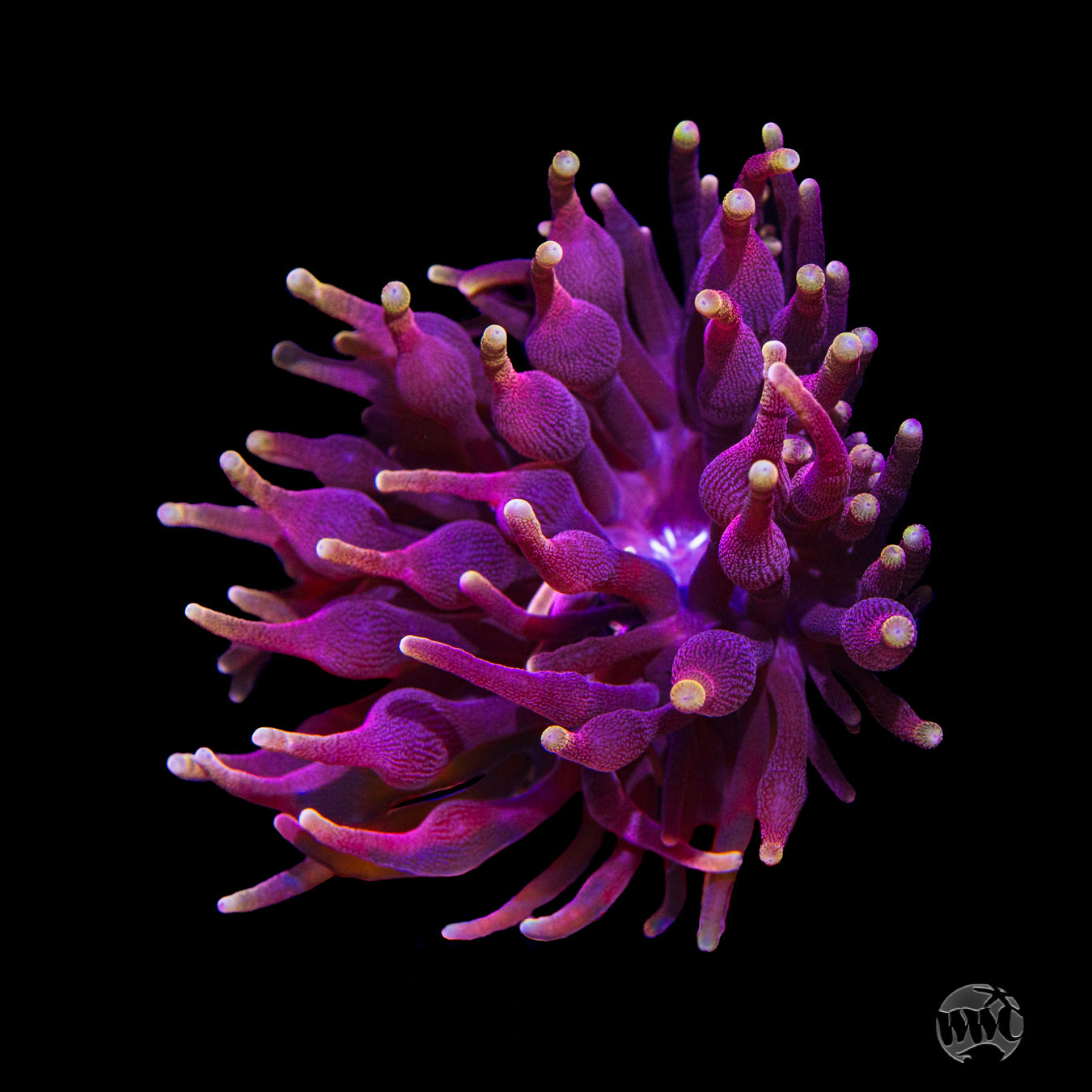 ボディ・フェイスケア anemone WWC Darth Vader Bubble Tip Anemone