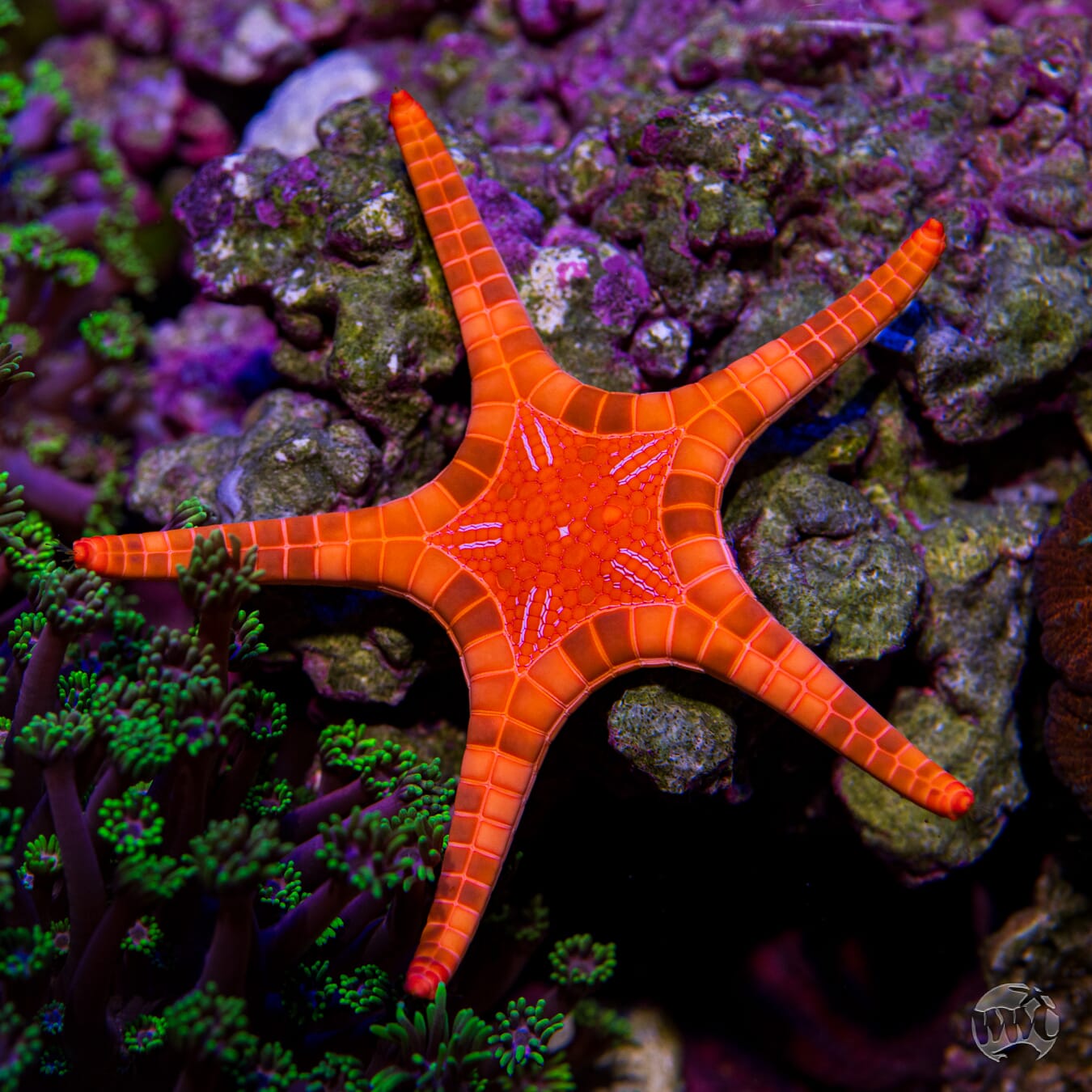 Double Starfish