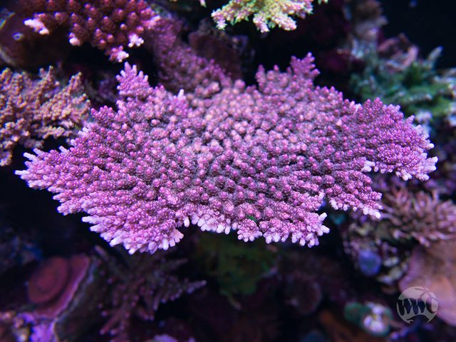 WWC Man of Steel Acropora - Mother Colony Photo