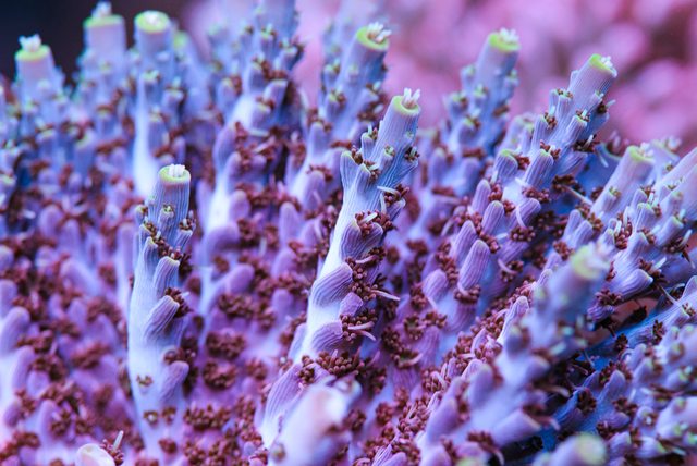 WWC Pyromaniac Acropora - Mother Colony Photo