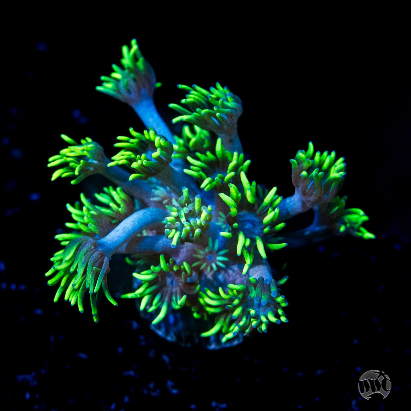 WWC Electrified Goniopora Coral