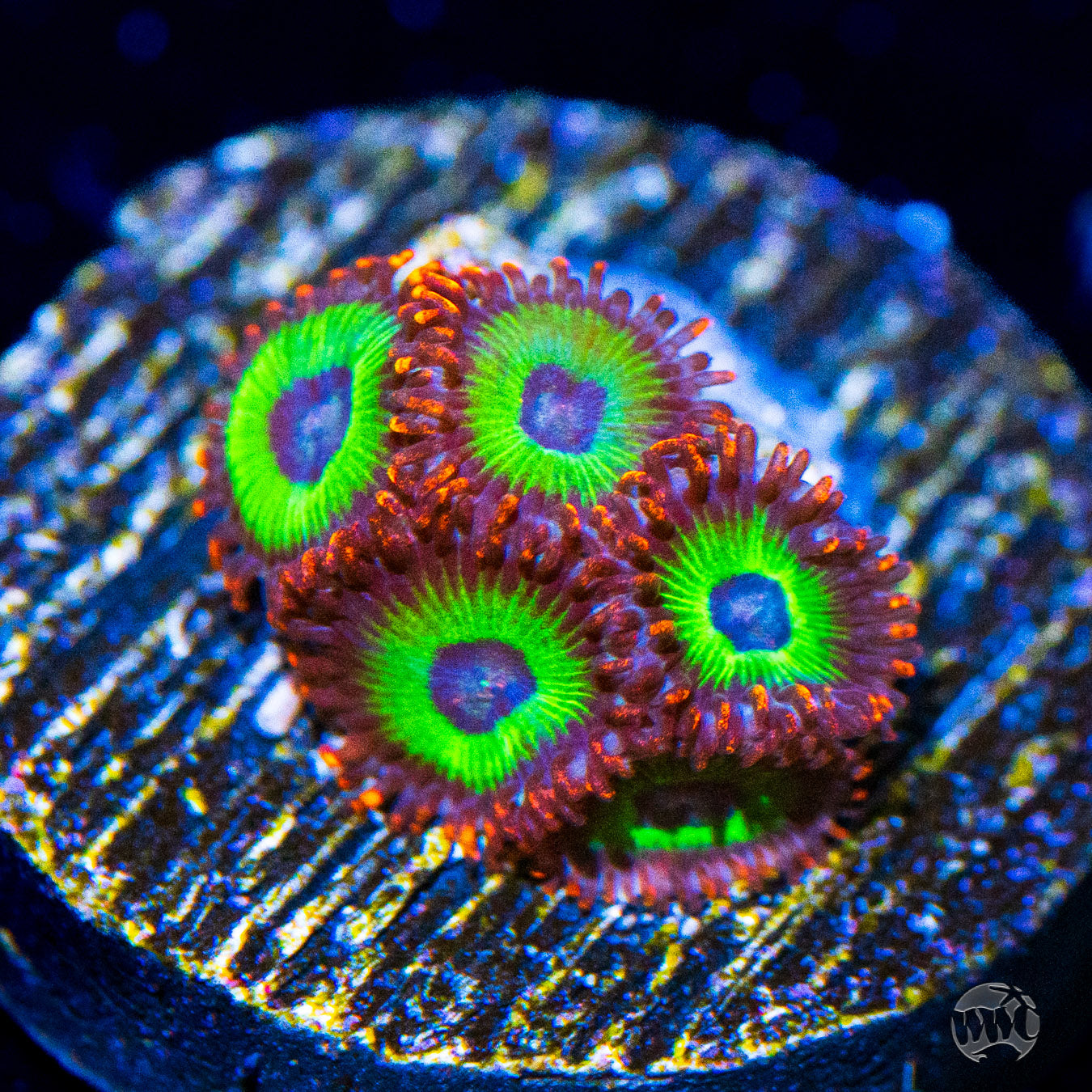 Emeralds on Fire Zoanthids