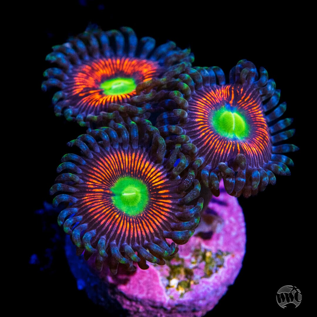 Everlasting Gobstopper Zoanthids