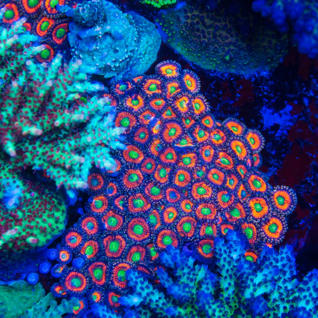 Everlasting Gobstopper Zoanthids - Mother Colony