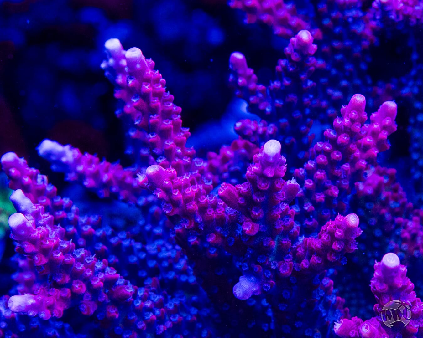 Frag Farmer Red Robin Acropora