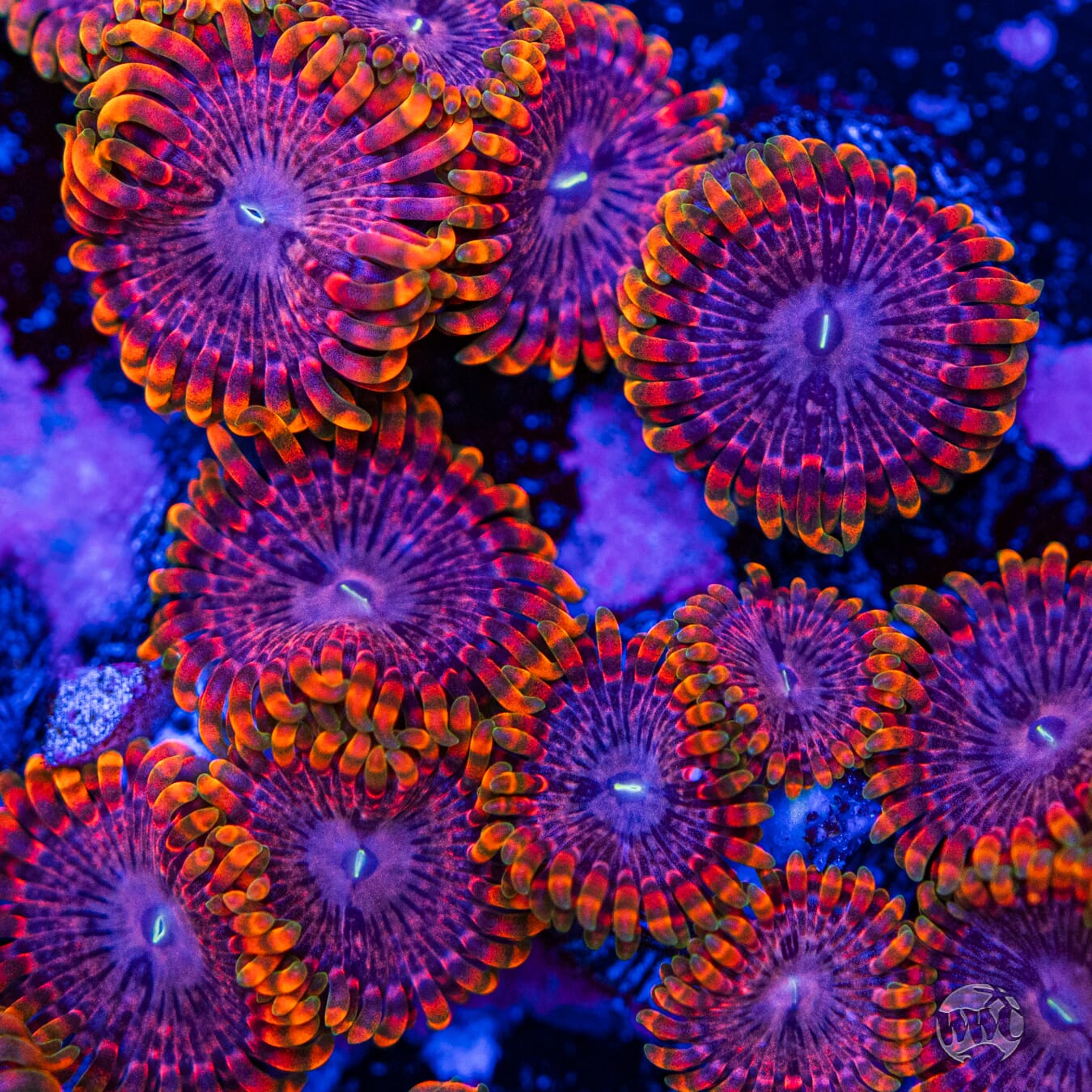 Fairy Fart Zoanthids - Mother Colony