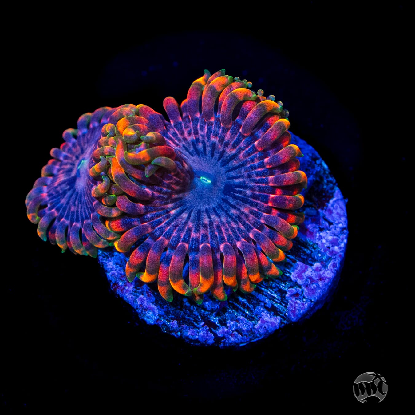 Fairy Fart Zoanthids