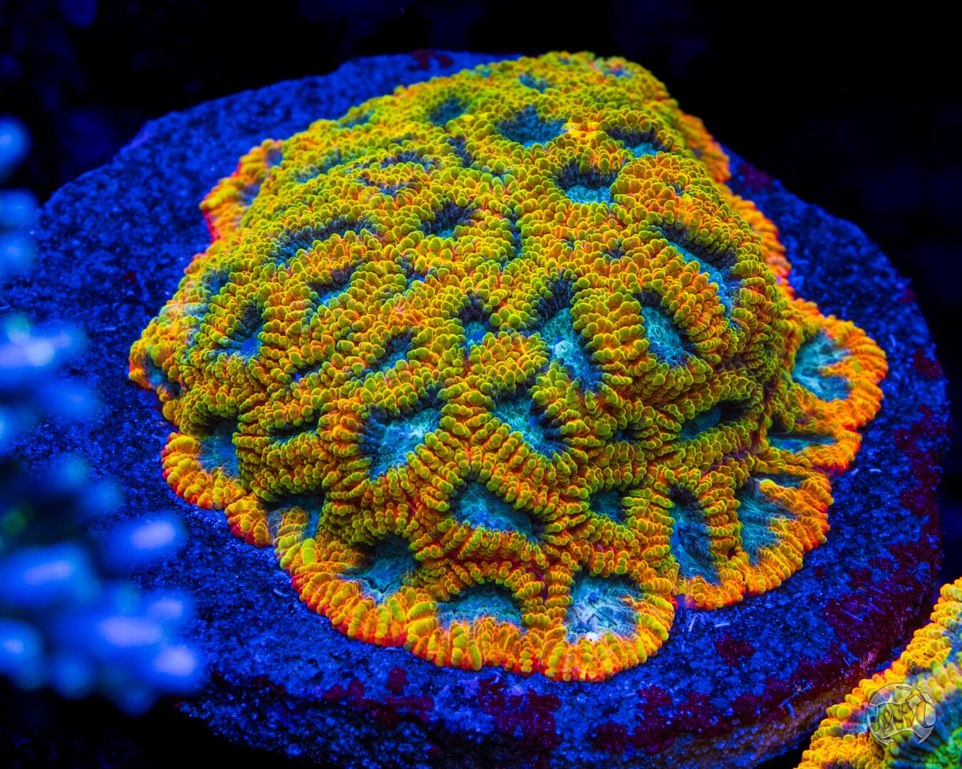 Favia of the Gods Coral
