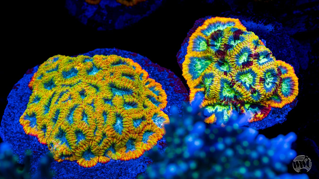 Yellow Submarine Favia Coral