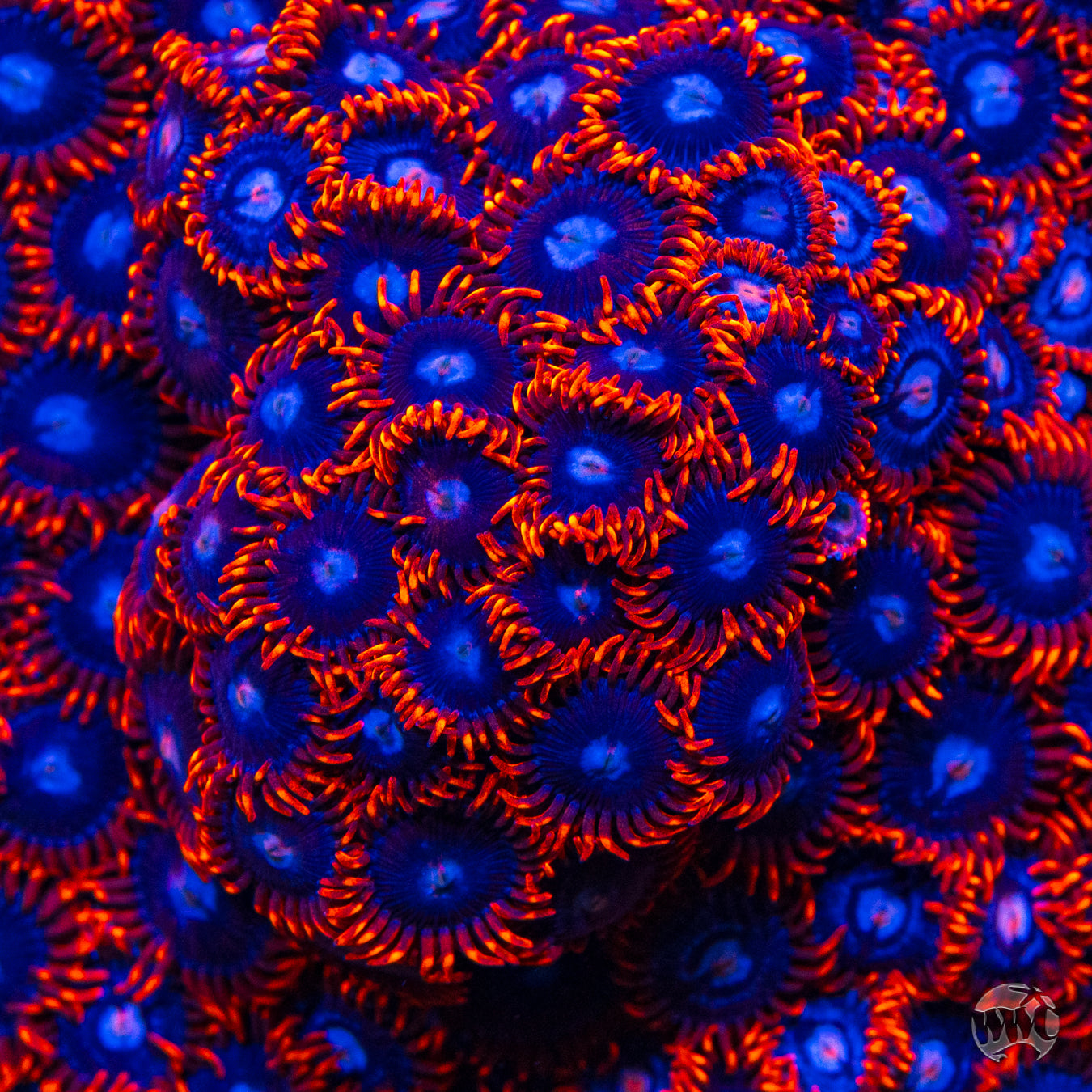 Fire and Ice Zoanthids