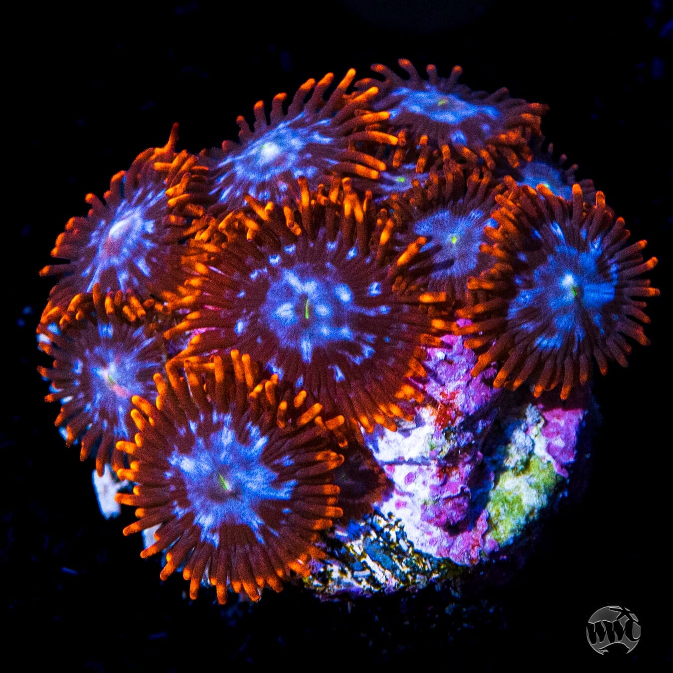 Fire and Ice Zoanthids