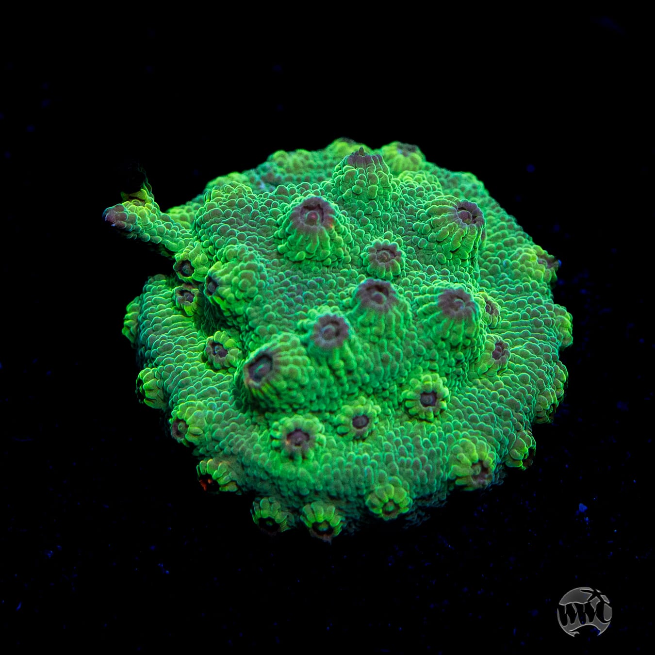 WWC Flicka Forest Cyphastrea