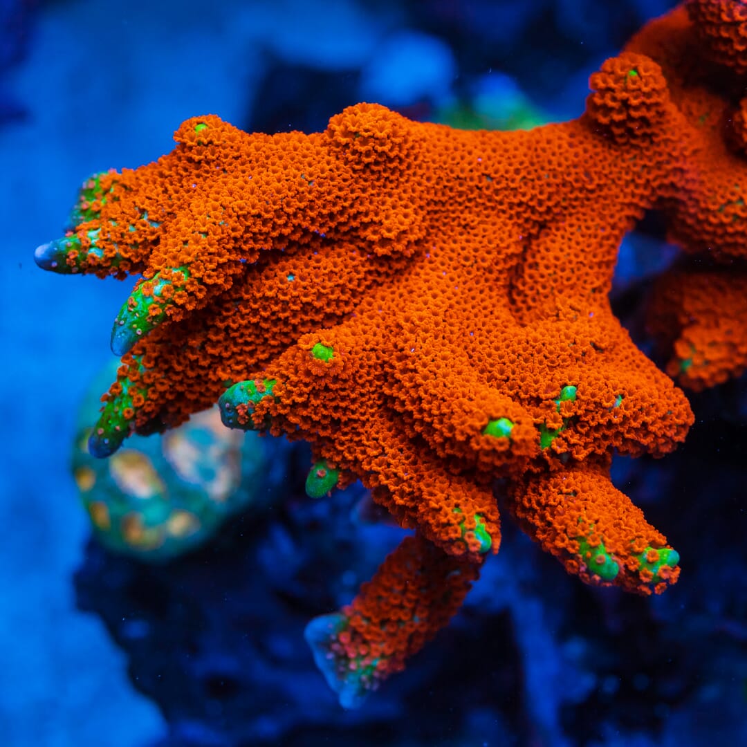 Forest Fire Digitata Montipora - Mother Colony Photo